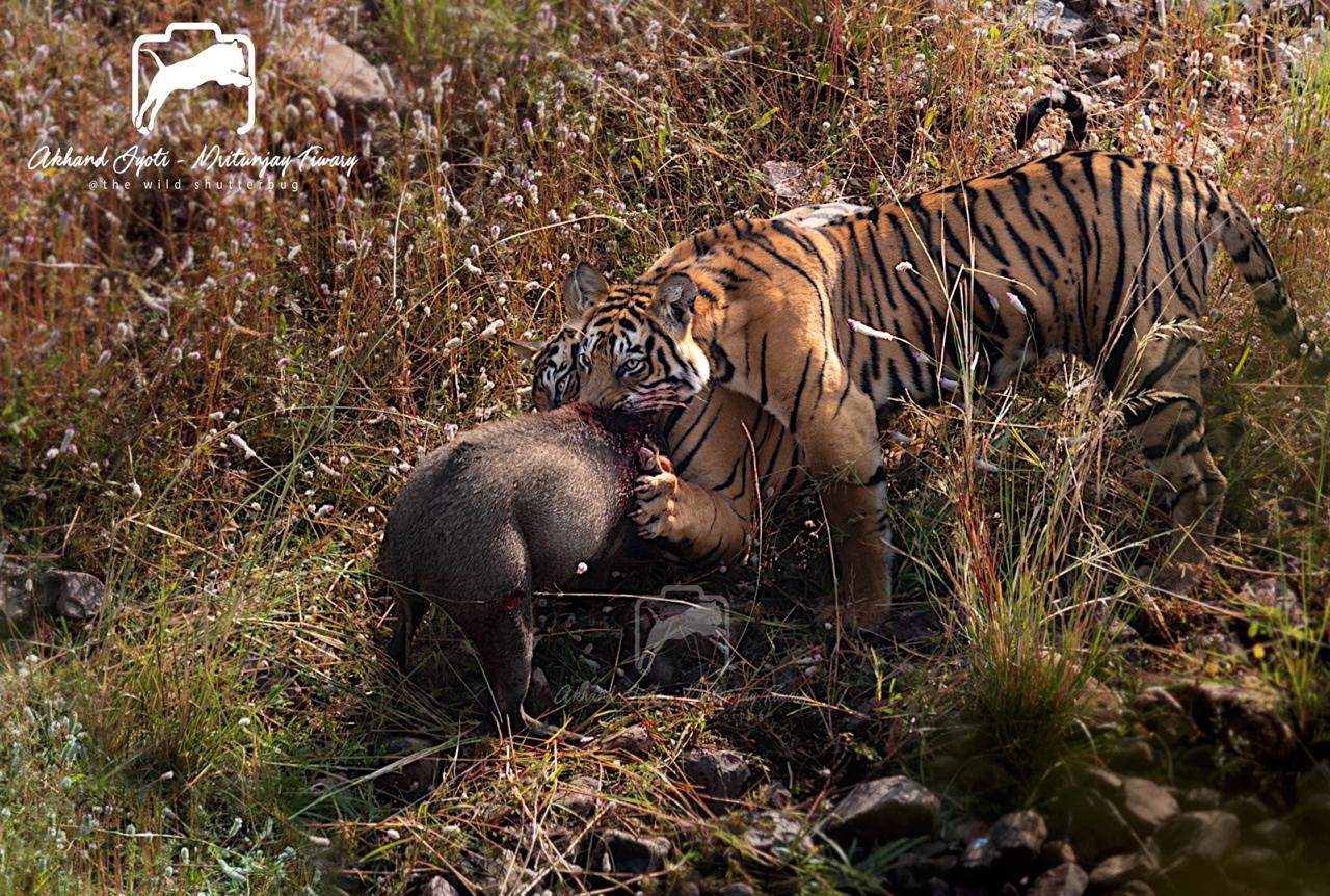 Viaje de Vida Salvaje en el Norte y Centro de la India